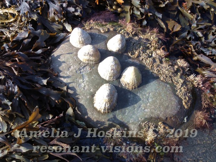 Limpets held fast to rocks