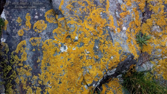 Spread of orange lichen