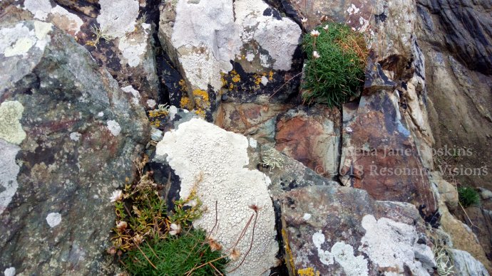 Lichen and thrift on rock facets
