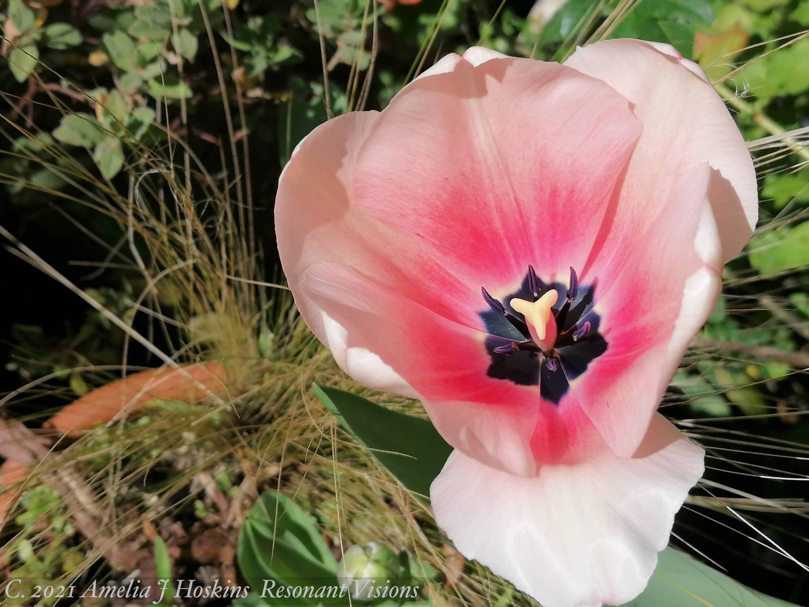 Tulip cerise centre lower white petal
