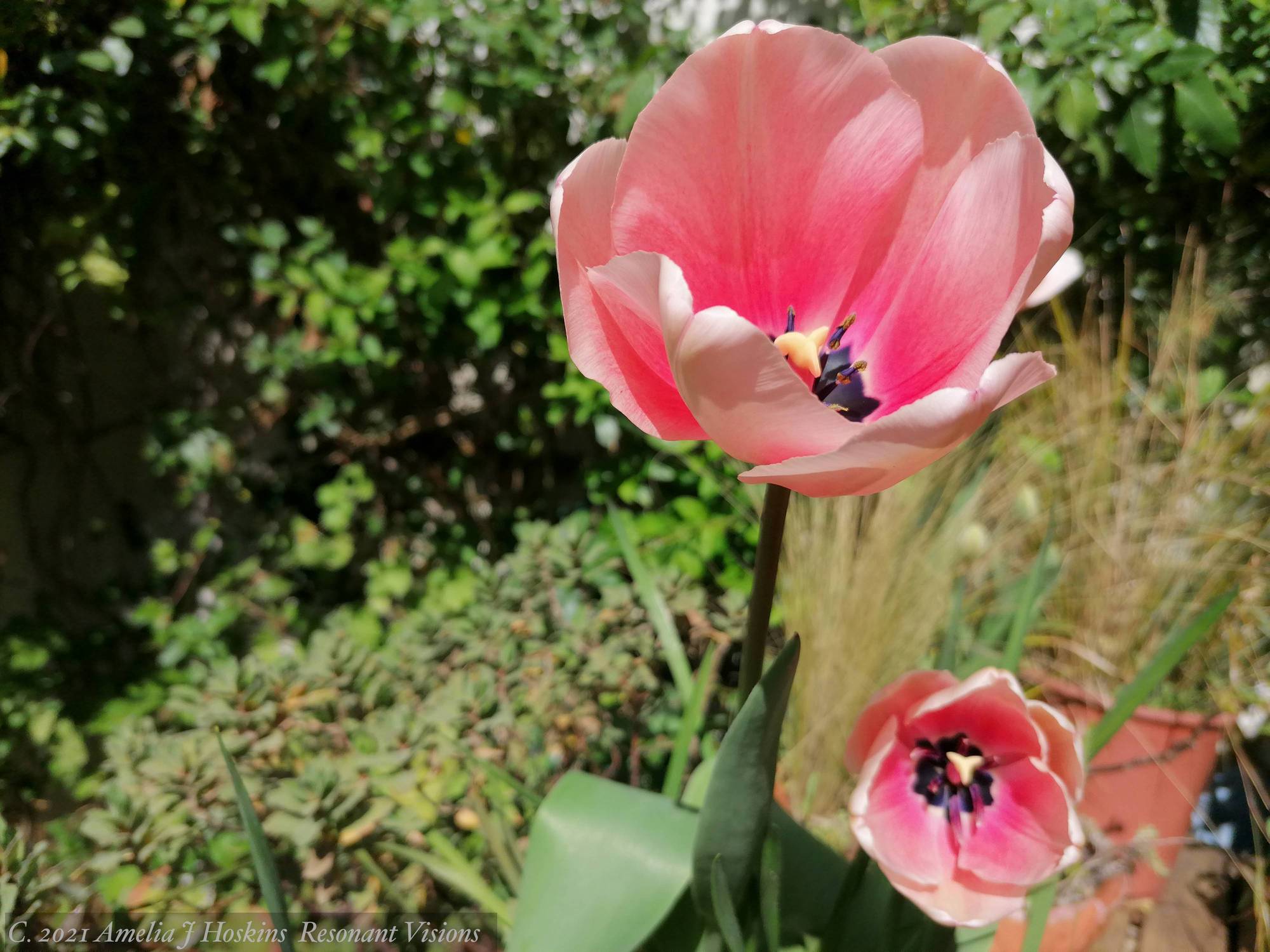 Tulips peachy two peeping half closing